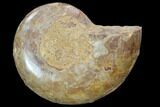 Sliced, Agatized Ammonite Fossil (Half) - Jurassic #100558-1